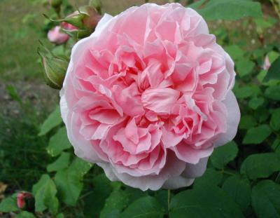 Cottage Rose