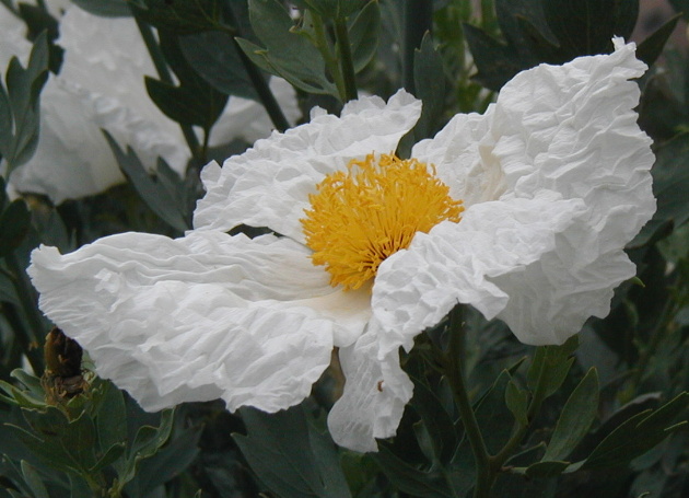  Romneya coulteri