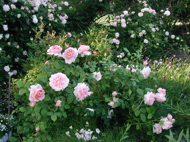 Cottage Rose