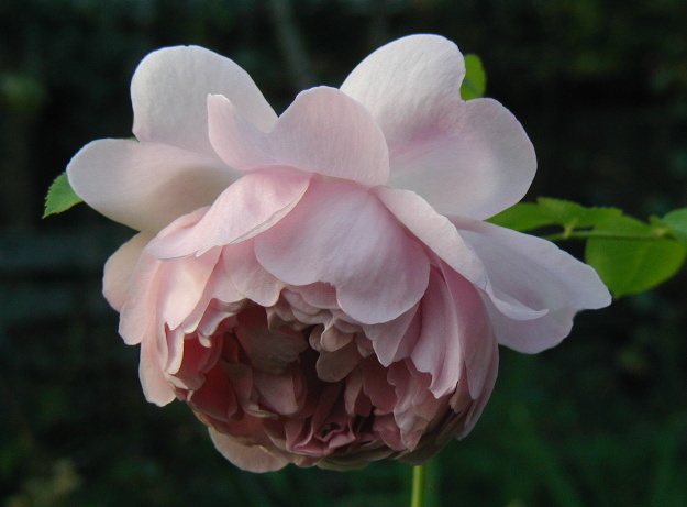 Charles Rennie Mackintosh