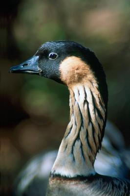 Nene at Wiamea Canyon