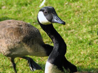Goose Neck