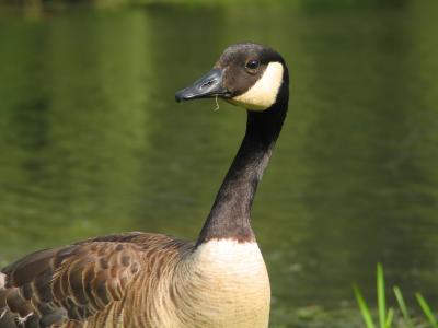 Geese - General