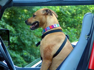 Dog with Seatbelt
