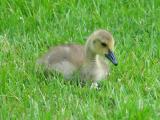 2 Week Old Gosling