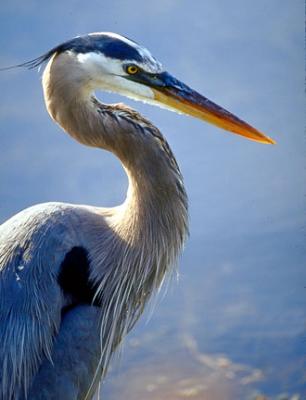Great Blue Heron