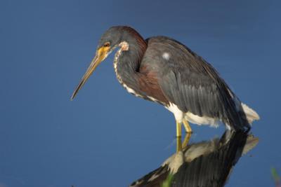 u32/mlafly/medium/21185238.tchfishn.jpg