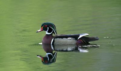 Wood Duck