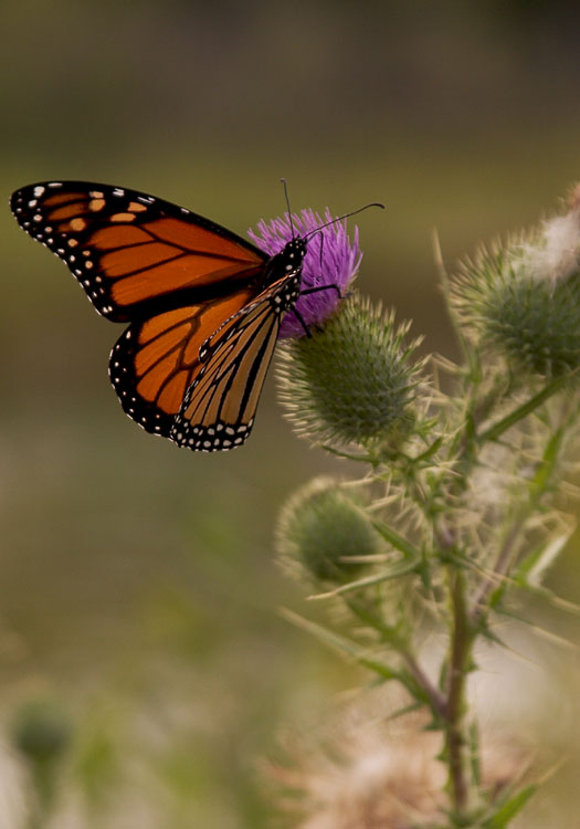 monarch.jpg