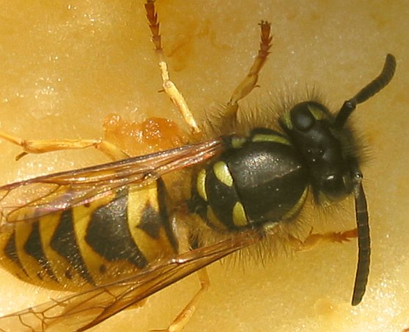 wasp chewing  an apple