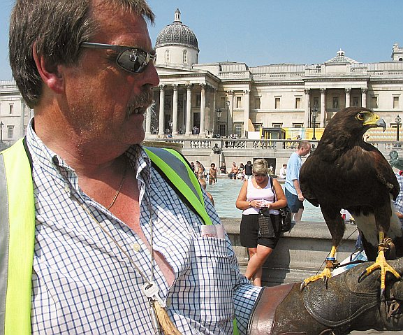 Harris Hawk

Trafalgar Square 
 London