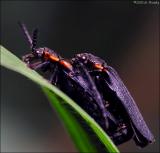 Fireflies mating