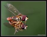 High Flying Hoverflies