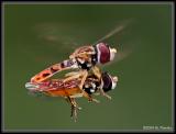 High Flying Hoverflies II