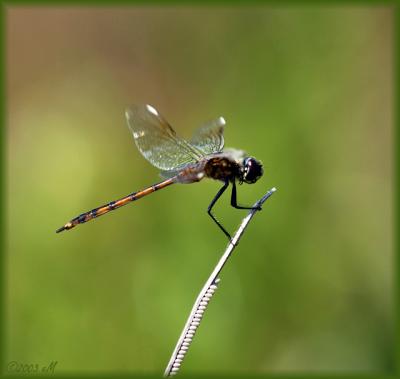 Four Spotted Pennant (female)