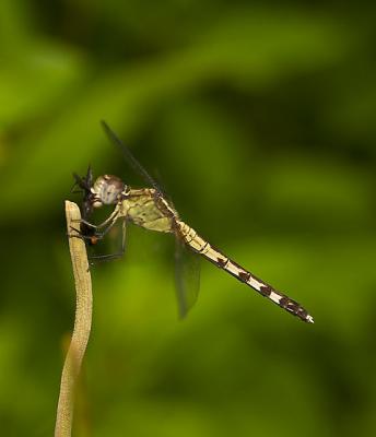 Band-winged Dragonlet (female) - with catch