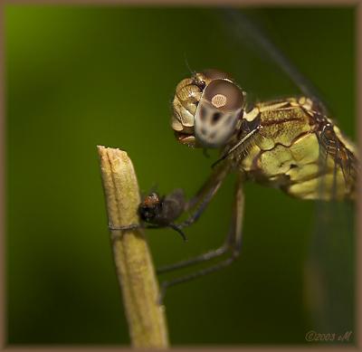 Band-winged Dragonlet (female) - yum!