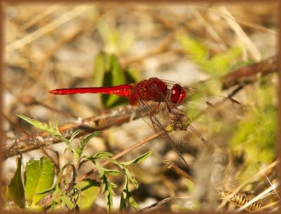 Scarlet Skimmer (male)