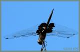 Black Saddlebags