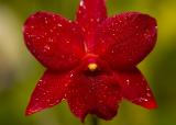 Mini Cattleya