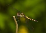 Band-winged Dragonlet (female)