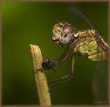 Band-winged Dragonlet (female) - yum!