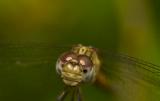  Band-winged Dragonlet (female)