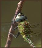 Blue-faced Darner