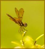 Eastern Amberwing