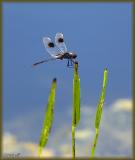 Four-spotted Skimmer