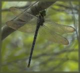 Regal Darner