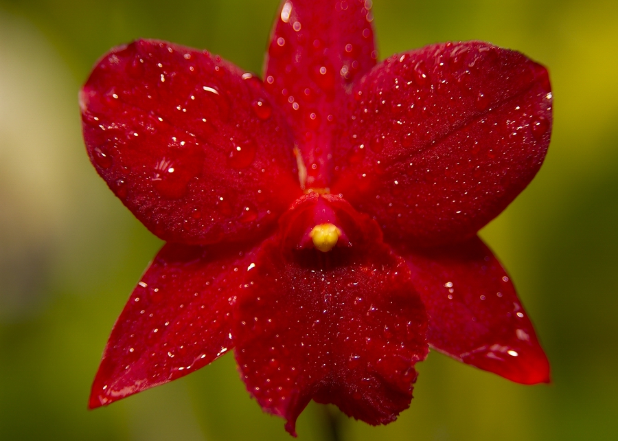  Mini Cattleya