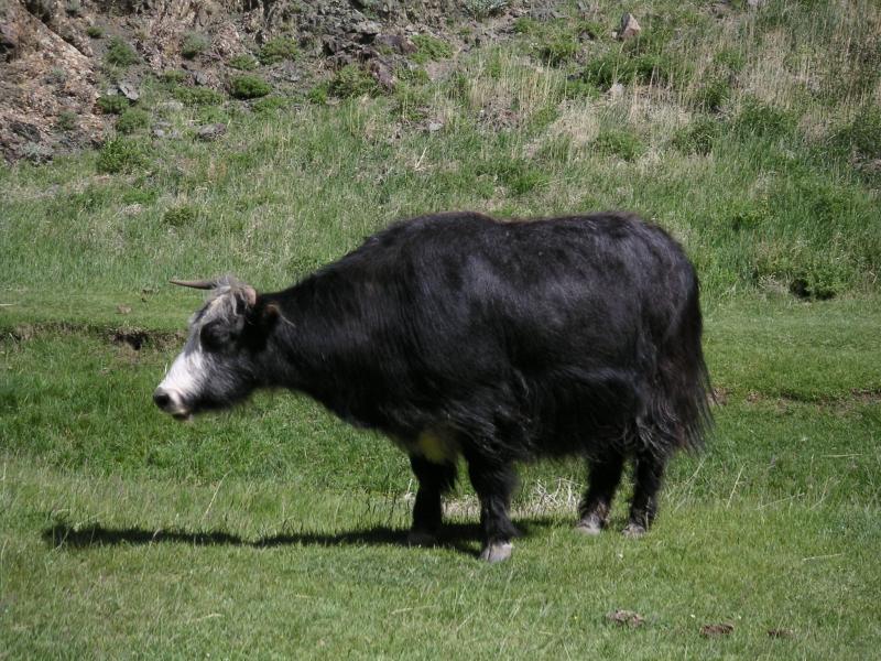 Yak