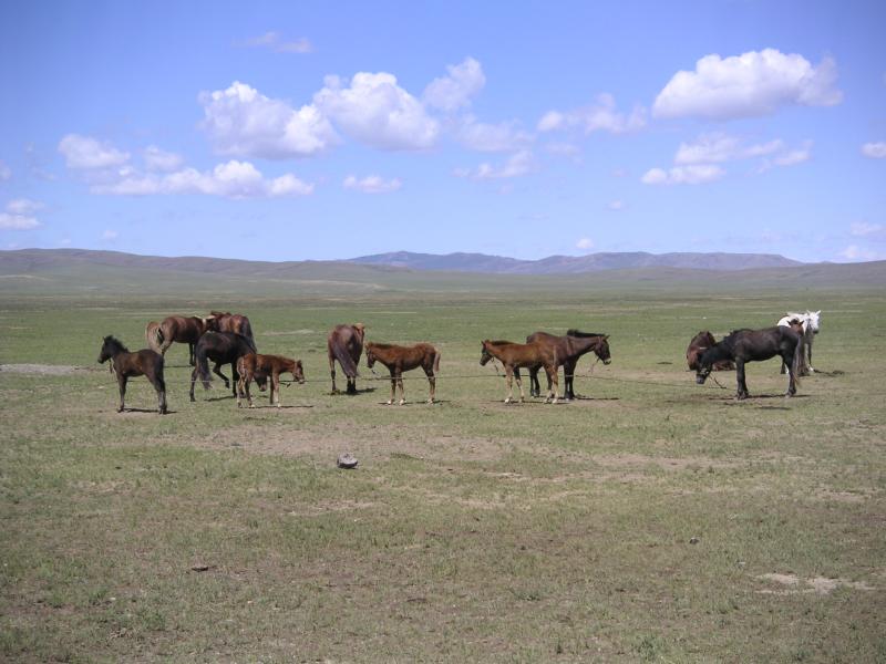 Horses