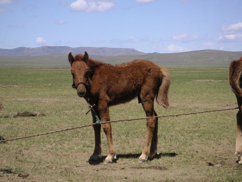 Foal