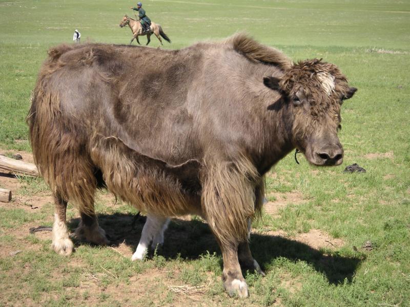 Yak