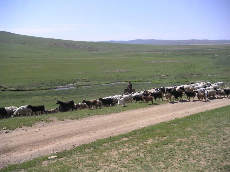 Herding goats