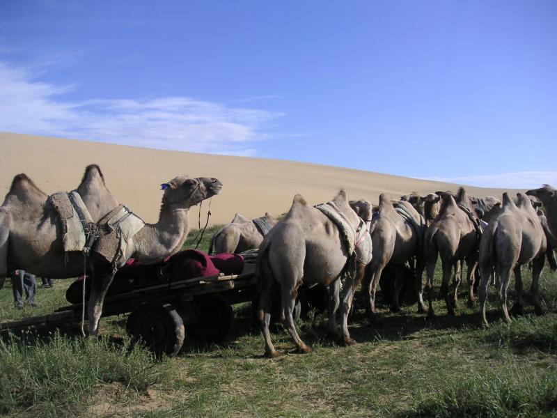Our Bactrian camels