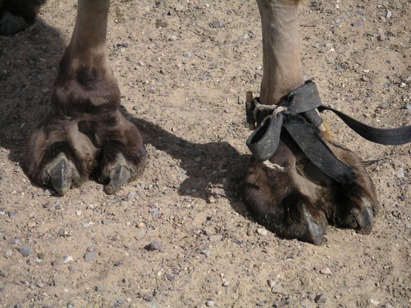 Big round feet