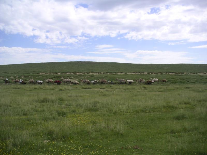 Camel train