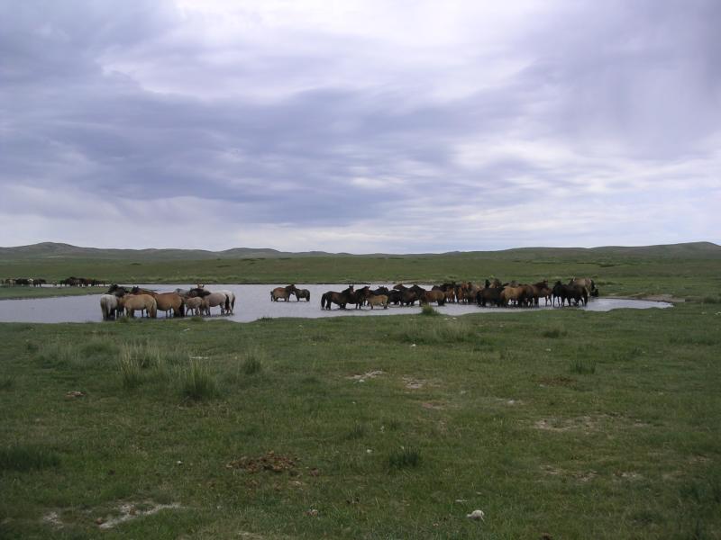 Horses