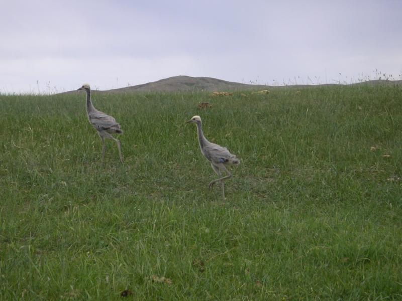 Cranes