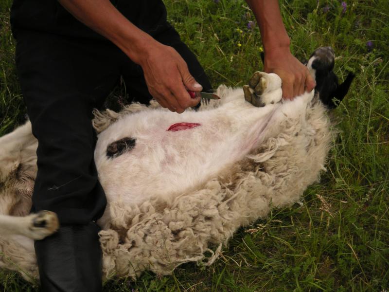 A small slit in the belly