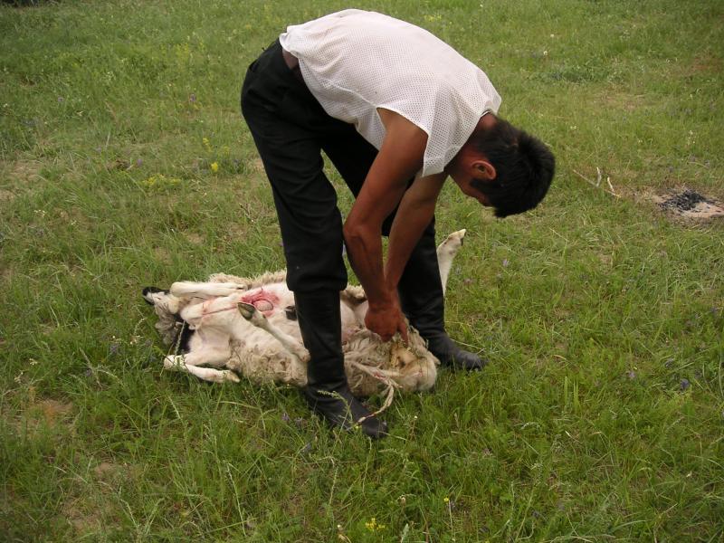 Pulling the skin off