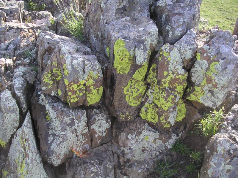Yellow lichen