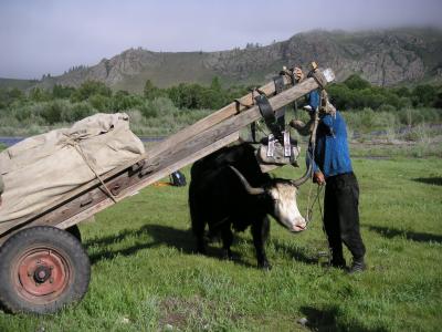 The yak walks under the cart to get in place