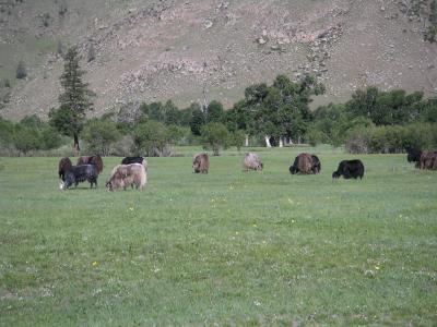More yaks