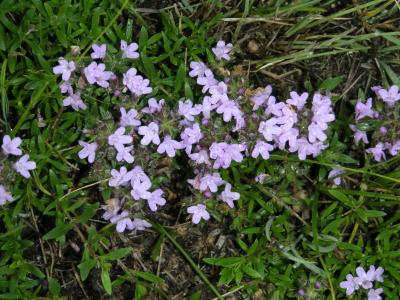 Wild thyme