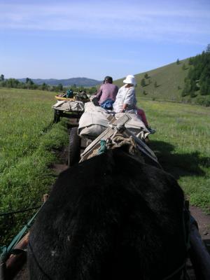 We climb on the yak carts...