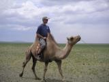 Bactrian camel - 2 humps